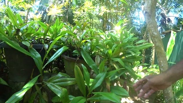 Сад специй на Шри Ланке / Шри Ланка отзыв / Шри Ланка советы. смотреть онлайн