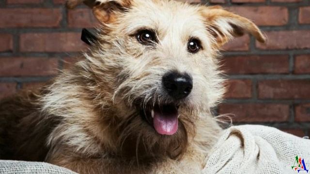 Старый пёс, почувствовав приближение смерти, тайком покинул дом, чтобы не расстраивать хозяев смотреть онлайн