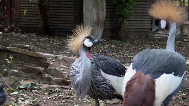 Ростовский ЗООПАРК. смотреть онлайн