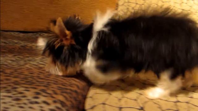 кане пер ла вита ириска, бивер 4 мес смотреть онлайн