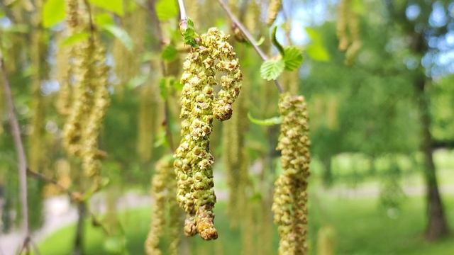 Alnus glutinosa (Alder) смотреть онлайн