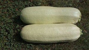 Лучшие и проверенные сорта кабачков. Выпуск №69