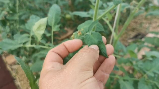 Сохнут Цветы у ПОМИДОРОВ, В ЧЁМ ПРИЧИНА И ЧТО С ЭТИМ ДЕЛАТЬ? смотреть онлайн