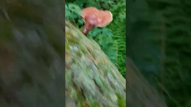 Hemlock Reishi смотреть онлайн