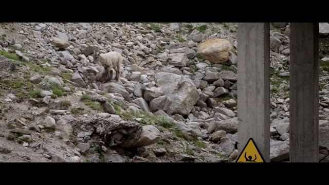 MOUNTAIN GOATS - These Creatures Don’t Care About The Laws Of Physics Despite Their Hooves
