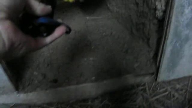 Разведение кроликов,кролики в яме-первые проблемы смотреть онлайн