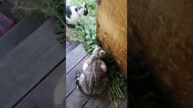 Кошки любят котовник