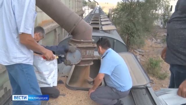 Управлением Россельхознадзора выявлен горчак ползучий в партии пшеницы продовольственной. смотреть онлайн