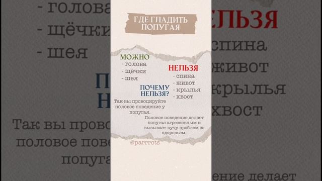 Как правильно гладить попугаев смотреть онлайн