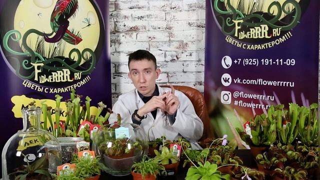 Как окружающая среда влияет на хищные растения смотреть онлайн