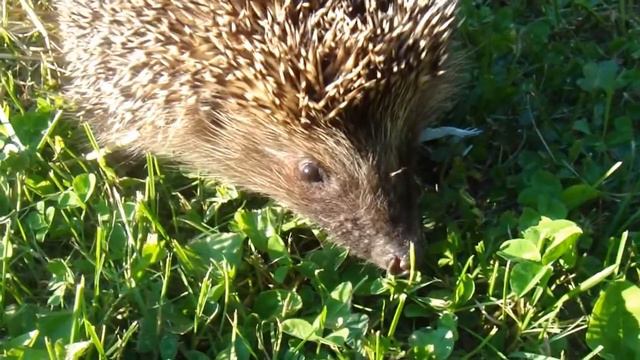 Маленькие ежики смотреть онлайн