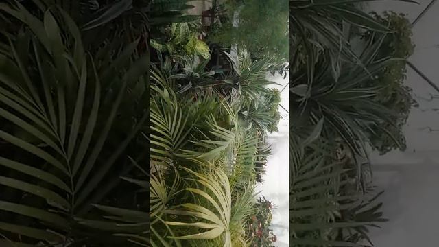 Сочи Моя поездка в Садовый центр Садовод, часть2 смотреть онлайн