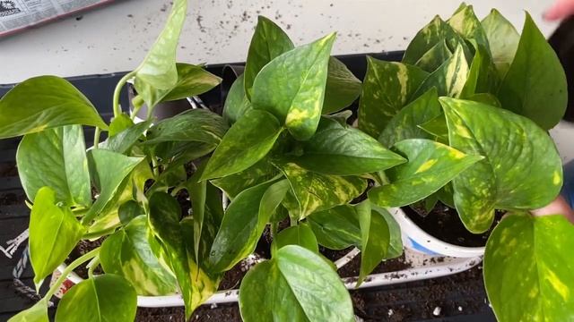 Which is better? Water vs. Frass vs. Fertilizer | Golden Pothos | Epipremnum aureum смотреть онлайн