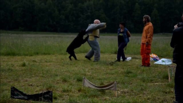 Ризеншнауцер Басурман Грин - защита хозяйки смотреть онлайн