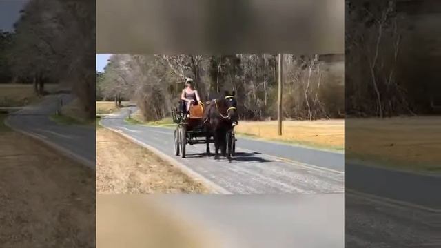 Beautiful Percheron Morgan Gelding For Sale
