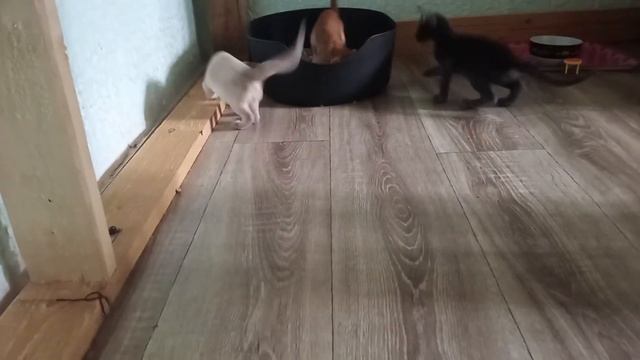 Что делают котики целый день смотреть онлайн