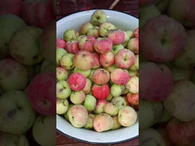 А у нас поспели яблоки смотреть онлайн