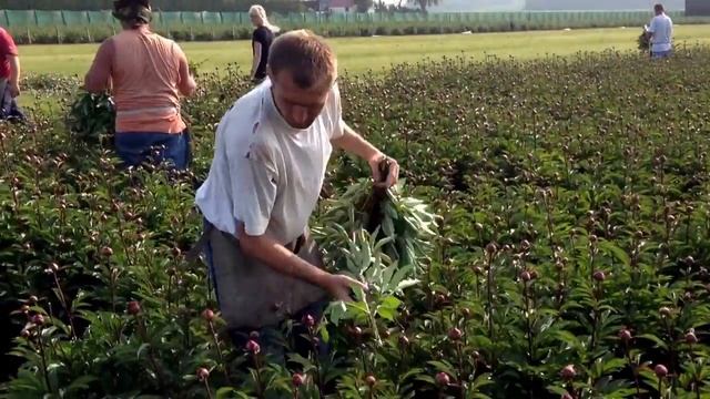 Peony Karl Rosenfield - Peony Cut-Flowers - Www.peonyshop.com
