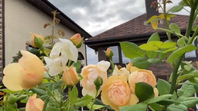 Розы Дэвида Остина. ?Как , где и с кем расположить в саду.?6 сортов. Обзор. Часть 1. смотреть онлайн