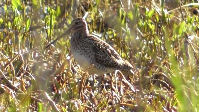 Бекас. Голос бекаса ( Gallinago gallinago ) смотреть онлайн