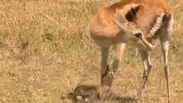 Maasai Mara National Reserve Travel смотреть онлайн