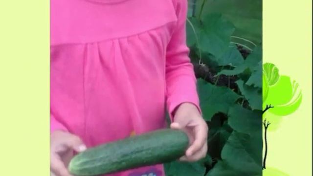 Формирование экологической культуры детей в проектно-исследовательской деятельности смотреть онлайн