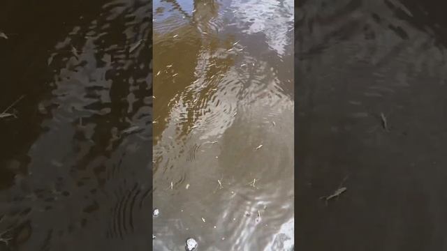 Как выглядят водомерки. смотреть онлайн