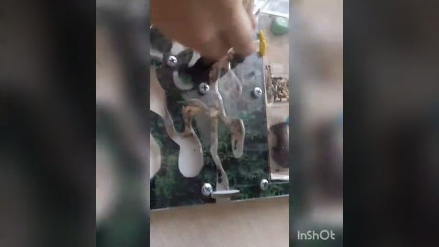 С муравями всё хорошо и у миня есть новая матка смотреть онлайн