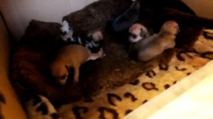 Маленький той терьер гавкает