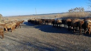 Рацион кормления наших овец