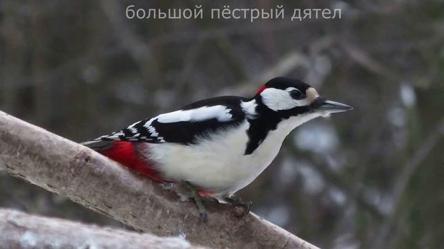ЗАЧЕМ ПРИЛЕТЕЛ смотреть онлайн