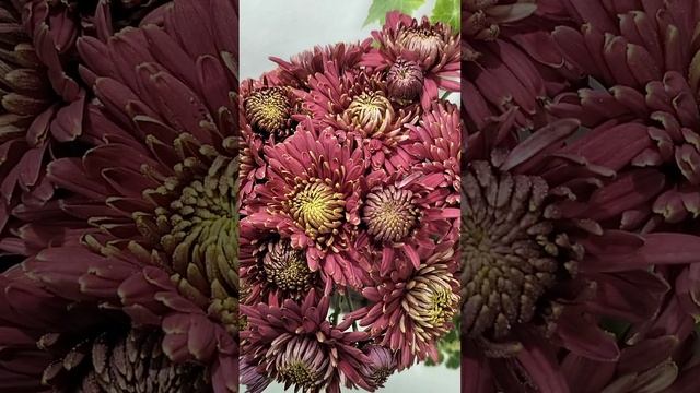 Корейская хризантем Оксамытна  #хризантема #цветы #черенкихризантемы #chrysanthemumflower