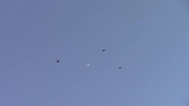 Николаевская птица в небе 18 04 2020 года смотреть онлайн