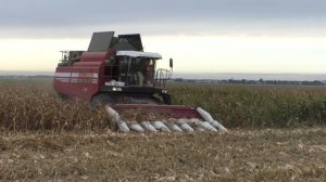 вечерняя уборка кукурузы комбайнами полесье