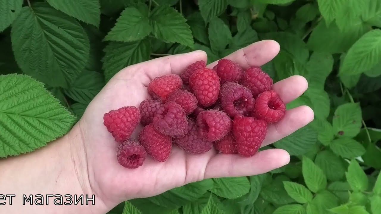 КАСКАД ДЕЛАЙТ сорт малины в среднеспелом сегменте летнего плодоношения смотреть онлайн