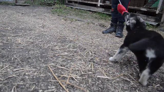 Ховард2 смотреть онлайн