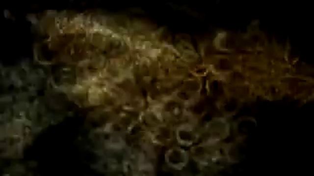 Judgement Productions - Calibrachoa смотреть онлайн