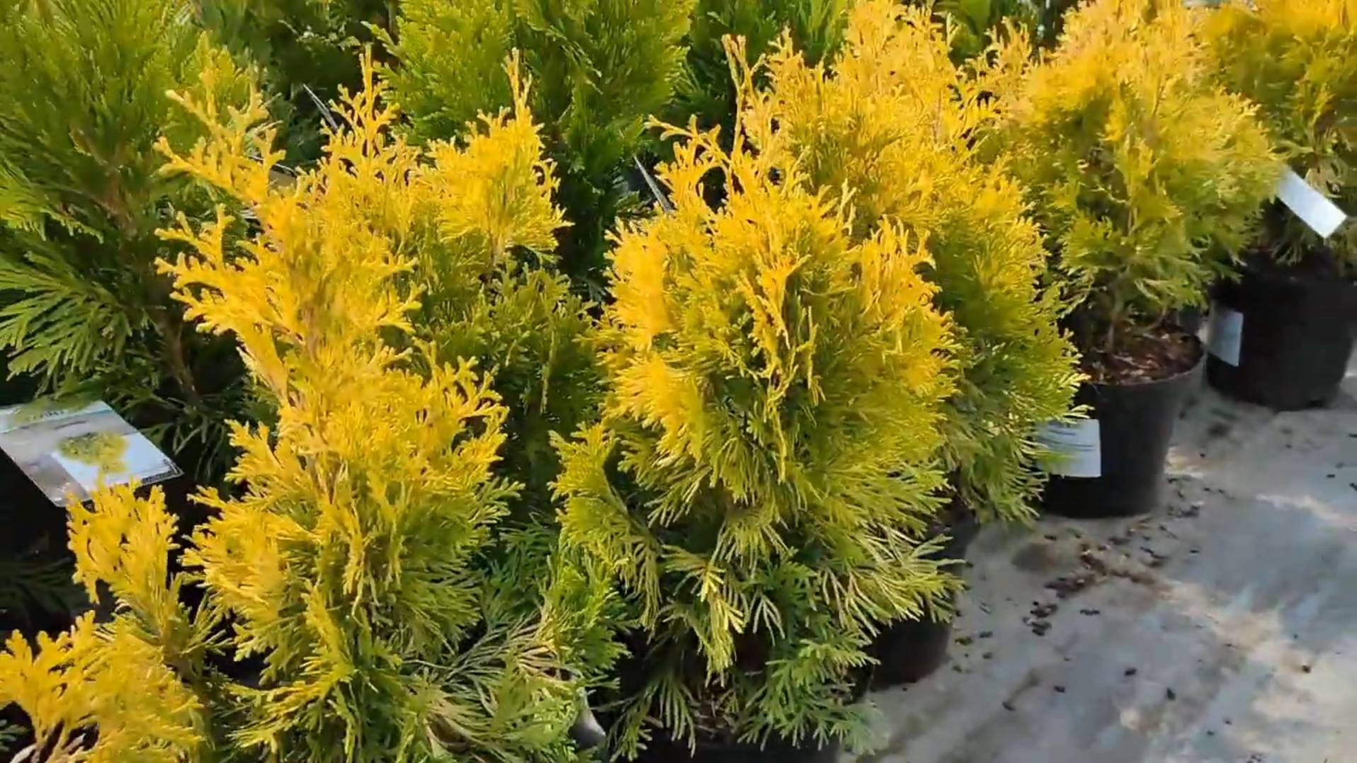 65.Обзор растений и садовых фигур Лесоторговая. г.Орел. Весенняя непогода радует!!! смотреть онлайн