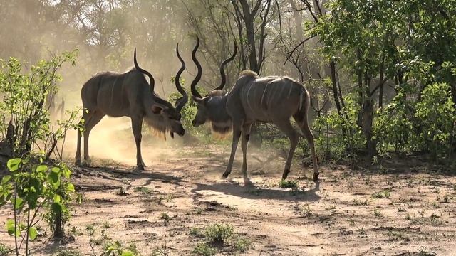 Wildlife battle: kudus fighting, safari game drive, South Africa смотреть онлайн