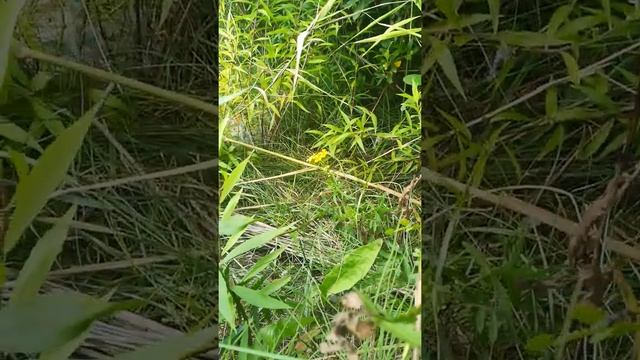 Дичайщая природа ч. 3 Крылатые самки муравьёв ? смотреть онлайн