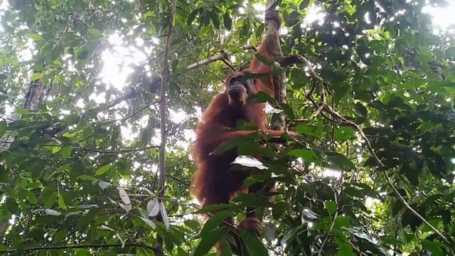 ORANG UTAN AT SUMATERA JUNGLE-BUKIT LAWANG смотреть онлайн