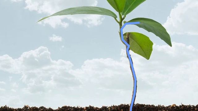 Transpiration - Loss of excessive water in plants смотреть онлайн