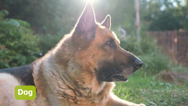 Animal Sounds for Children (13 Amazing Animals) смотреть онлайн