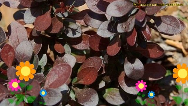 Барбарис тунберга Саммер Чоколат. Краткий обзор, описание berberis thunbergii Summer Chocolate смотреть онлайн