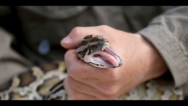 СКАЗАНИЕ ПРОШЛОГО- КАК ЛЕЧИЛИ болезнь рак наши пращуры смотреть онлайн