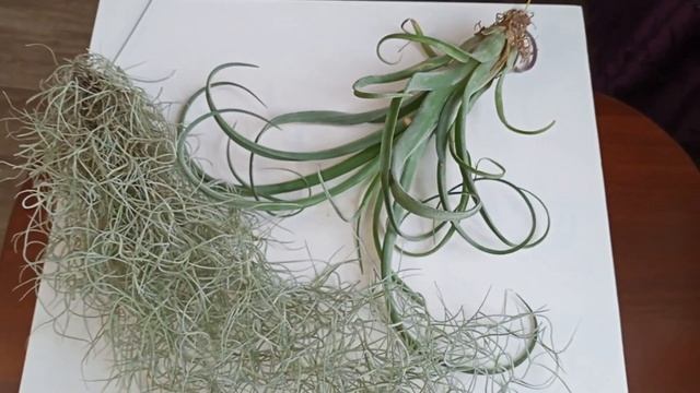 Обзор новинок: ТИЛЛАНДСИИ смотреть онлайн