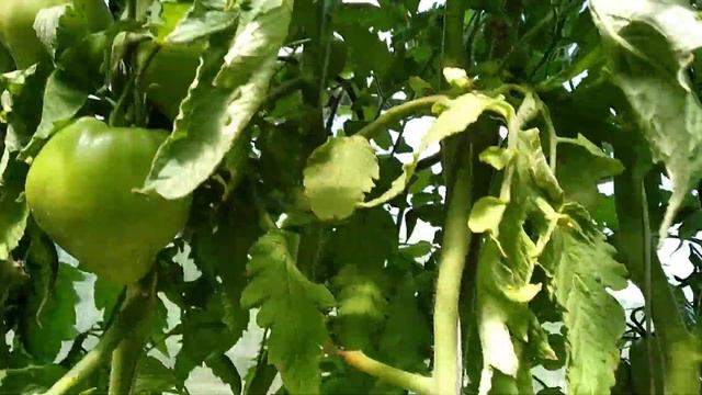 ? Томат- сорт иерусалимское бычье сердце ? смотреть онлайн