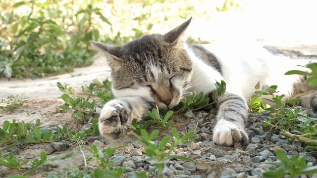 Лечебное МУРЛЫКАНЬЕ КОШКИ под пение птиц и тёплое солнышко слушать онлайн смотреть онлайн