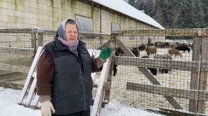 Выгул овец зимой. Как зимой содержать овец?