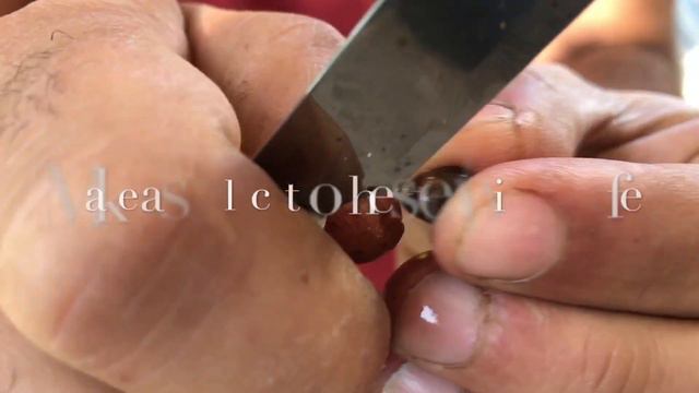 How to polinate strelitsia seeds(bird of paradise) смотреть онлайн